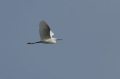 Kleine Zilverreiger